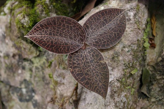This type of grass that grows on cliffs and streams in Vietnam makes Chinese merchants spend hundreds of millions to buy it Picture 5