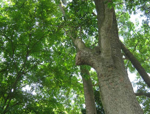 Picture 4 of This type of wood is known as 'open-air gold': The Chinese royal family trusts it and uses it, rich people bring sacks of money to buy it!