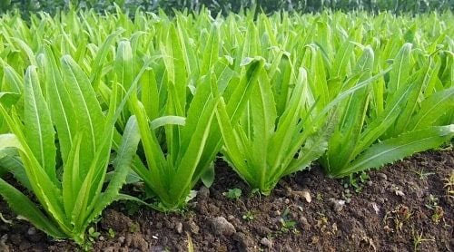 Picture 1 of This vegetable is richer in calcium than milk, good to eat raw or cooked.