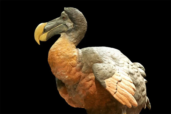 Picture 2 of Three extinct creatures may soon be brought back to life