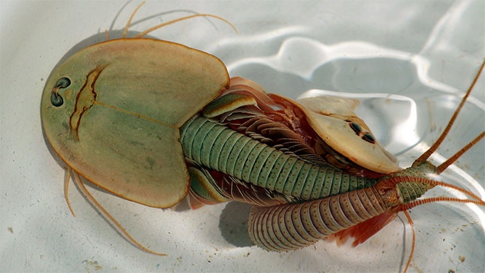 Picture 4 of Three-eyed dinosaur shrimp - 'living fossil' is causing a 'fever' in the research world!