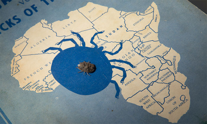 Picture 1 of Ticks that live for 8 years don't need to be eaten in the laboratory