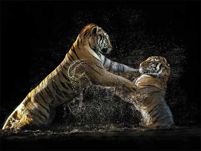 Picture 10 of Tiger photos that surprised the world