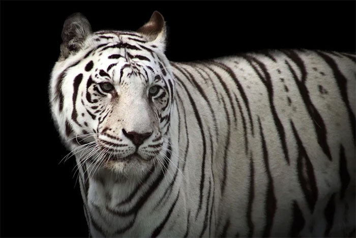 Picture 11 of Tiger photos that surprised the world