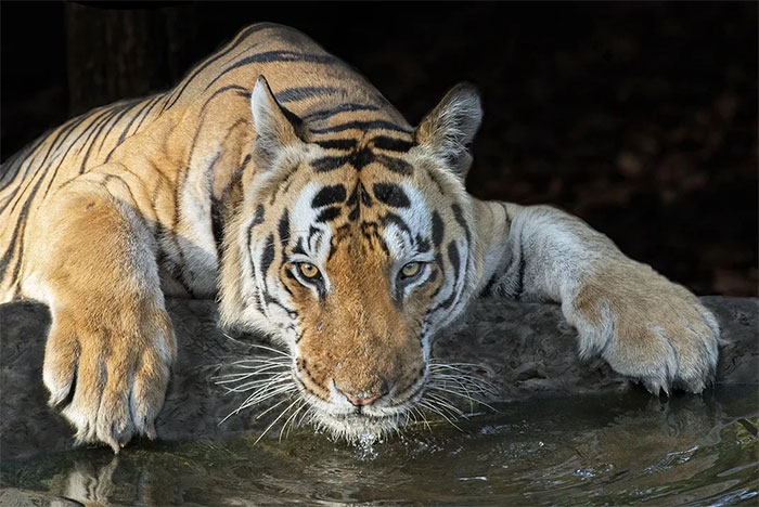 Picture 12 of Tiger photos that surprised the world