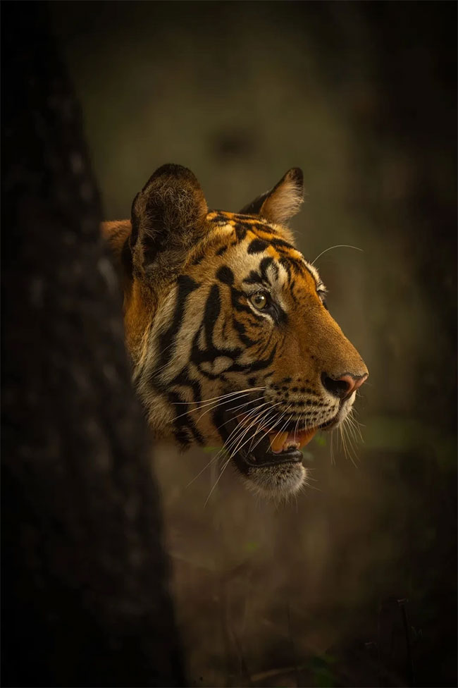 Picture 13 of Tiger photos that surprised the world