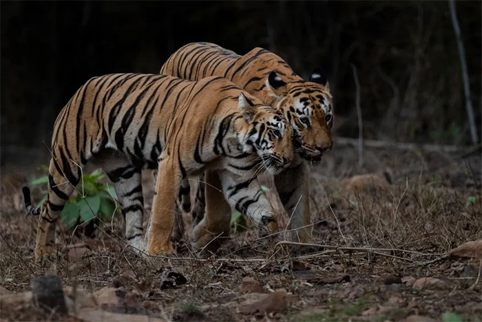 Picture 14 of Tiger photos that surprised the world