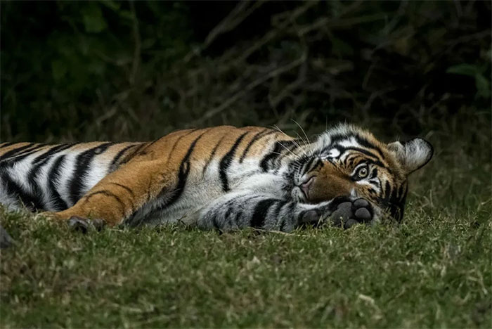 Picture 8 of Tiger photos that surprised the world