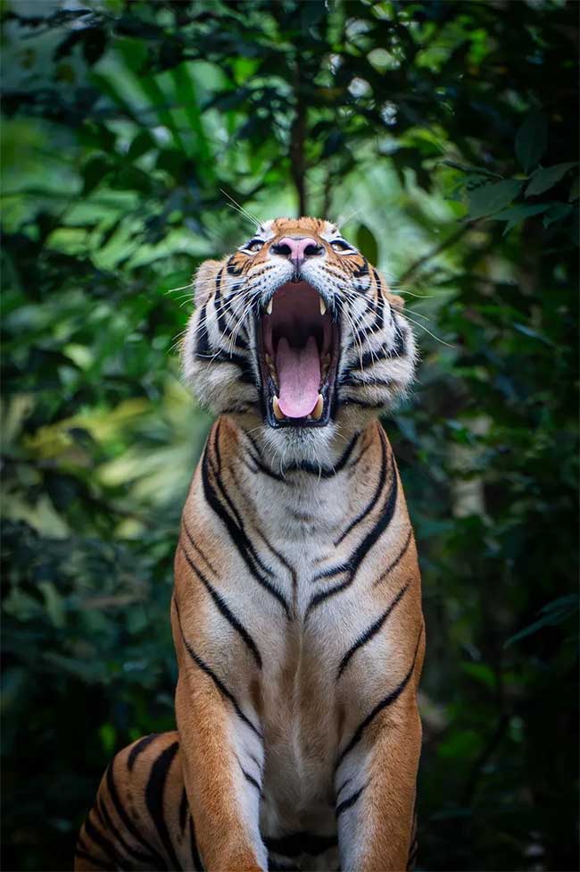 Picture 9 of Tiger photos that surprised the world