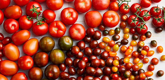 Picture 1 of Tomatoes will be sweeter and juicier thanks to new technique