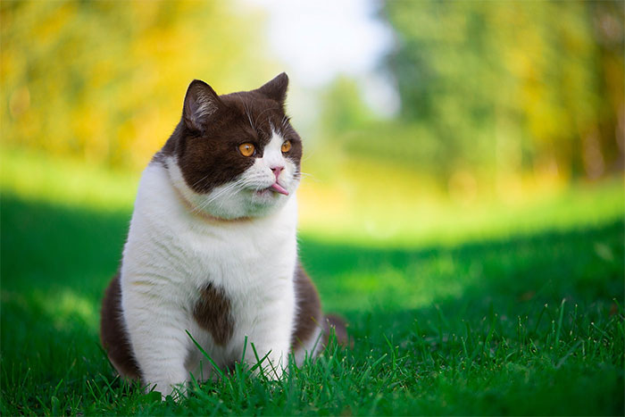 Picture 10 of Top 10 largest domestic cat breeds in the world