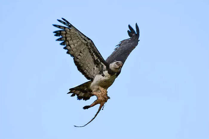 Picture 1 of Top 10 most powerful and surviving animals on the planet