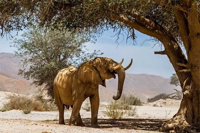 Picture 10 of Top 10 most powerful and surviving animals on the planet