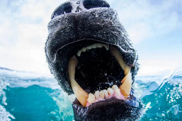 Picture 3 of Top 10 most powerful and surviving animals on the planet