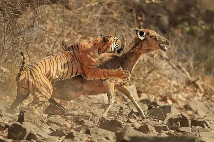 Picture 6 of Top 10 most powerful and surviving animals on the planet