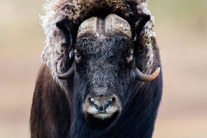 Picture 7 of Top 10 most powerful and surviving animals on the planet