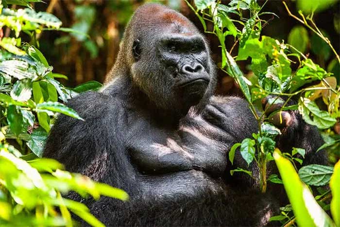Picture 9 of Top 10 most powerful and surviving animals on the planet