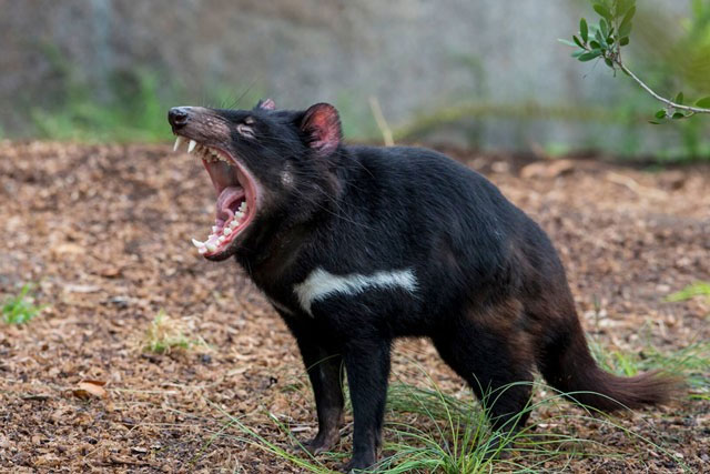 Picture 4 of Top 10 scariest 'olfactory terrorists' in the world