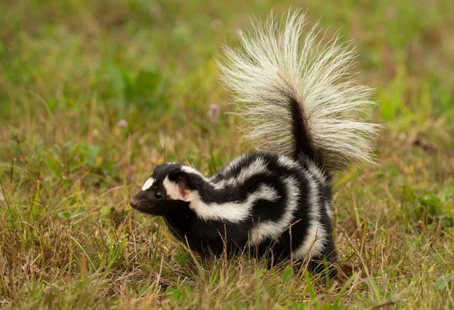 Picture 7 of Top 10 scariest 'olfactory terrorists' in the world