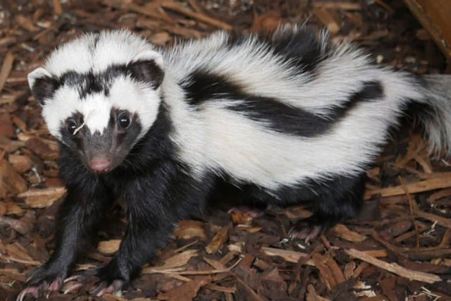 Picture 9 of Top 10 scariest 'olfactory terrorists' in the world