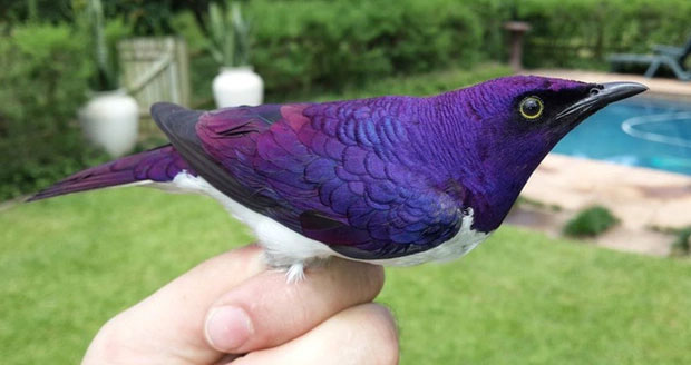Picture 1 of Top 10 strange animals and plants that you probably have never heard of