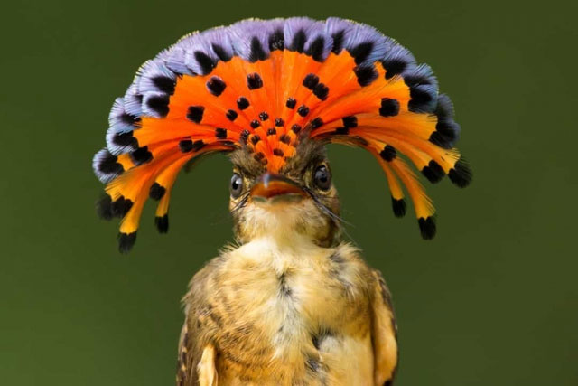 Picture 10 of Top 10 strange animals and plants that you probably have never heard of