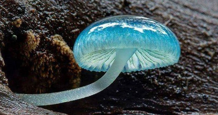 Picture 2 of Top 10 strange animals and plants that you probably have never heard of