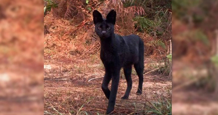 Picture 3 of Top 10 strange animals and plants that you probably have never heard of