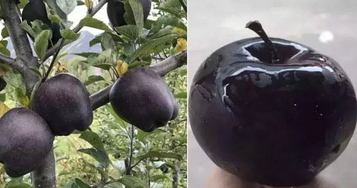 Picture 4 of Top 10 strange animals and plants that you probably have never heard of