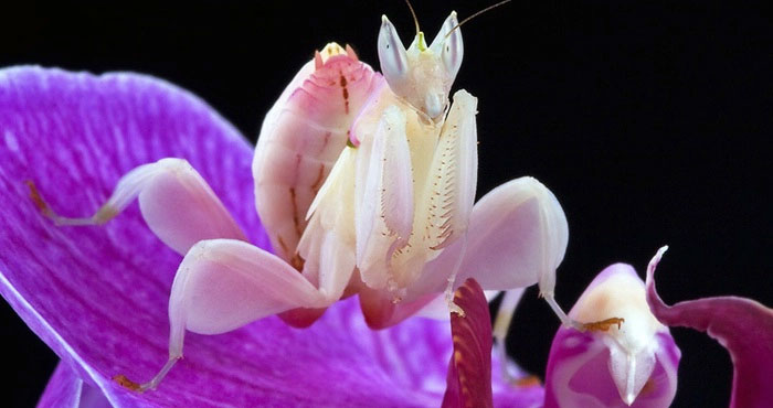 Picture 5 of Top 10 strange animals and plants that you probably have never heard of