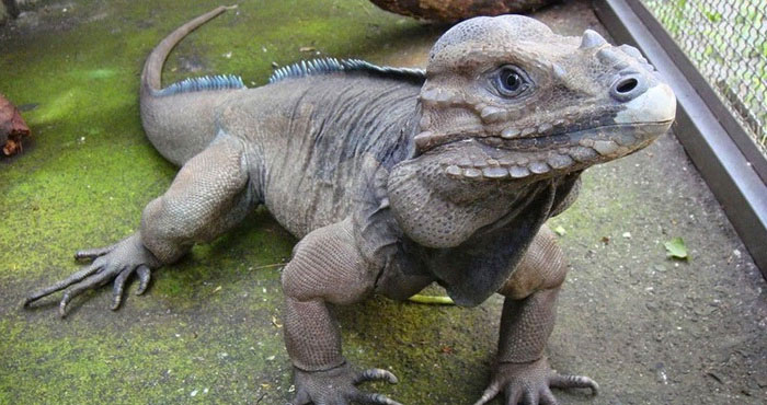 Picture 6 of Top 10 strange animals and plants that you probably have never heard of