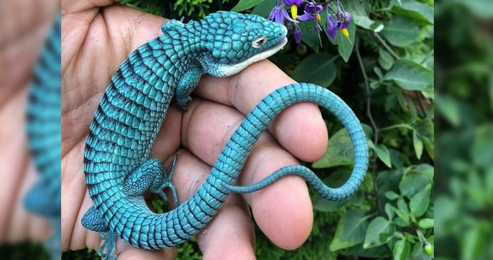 Picture 7 of Top 10 strange animals and plants that you probably have never heard of