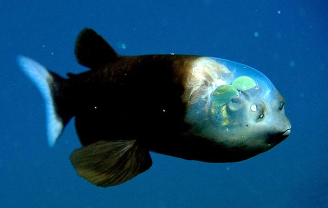 Picture 8 of Top 10 strange animals and plants that you probably have never heard of