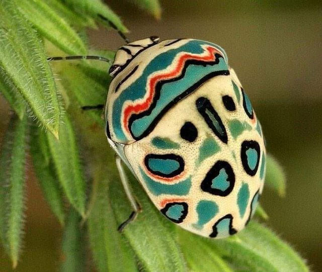 Picture 9 of Top 10 strange animals and plants that you probably have never heard of