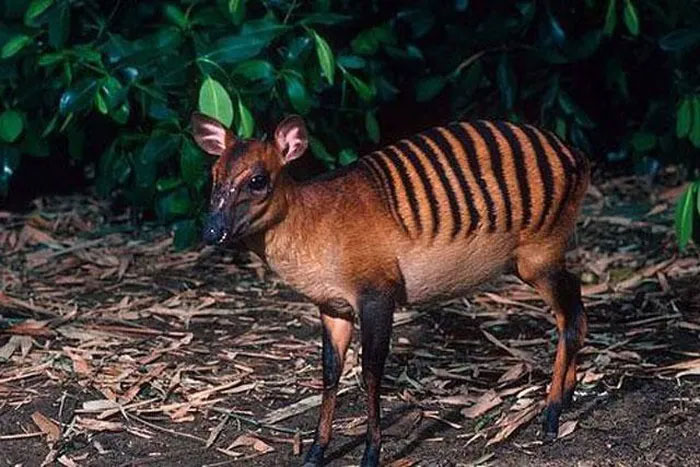 Top 10 strange animals currently living on Earth Picture 10