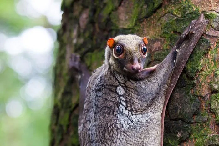 Top 10 strange animals currently living on Earth Picture 2