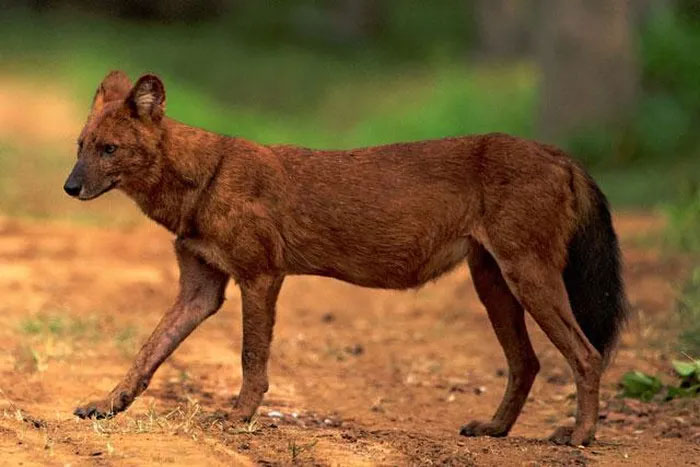 Top 10 strange animals currently living on Earth Picture 3