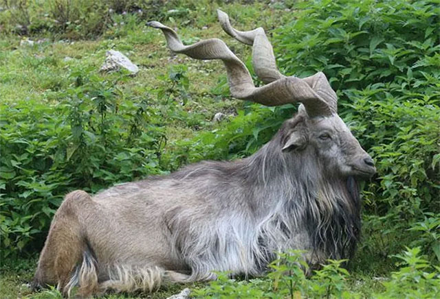 Top 10 strange animals currently living on Earth Picture 4