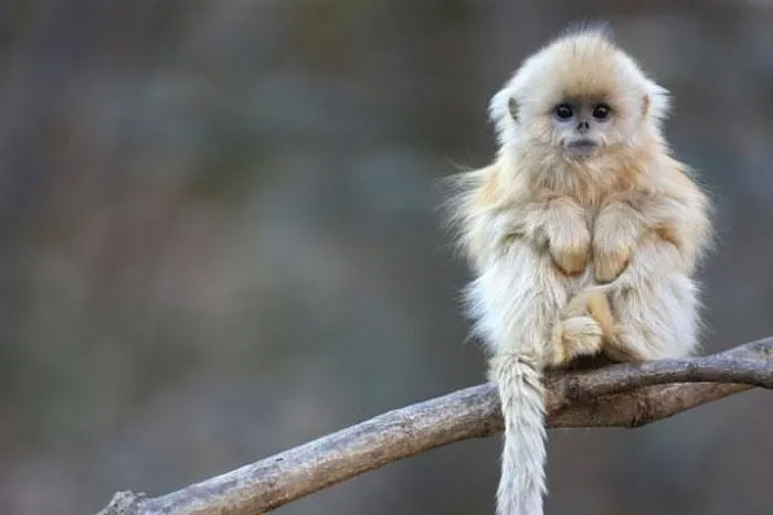 Top 10 strange animals currently living on Earth Picture 5