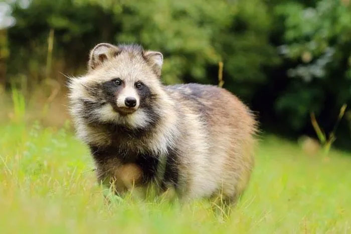 Top 10 strange animals currently living on Earth Picture 6