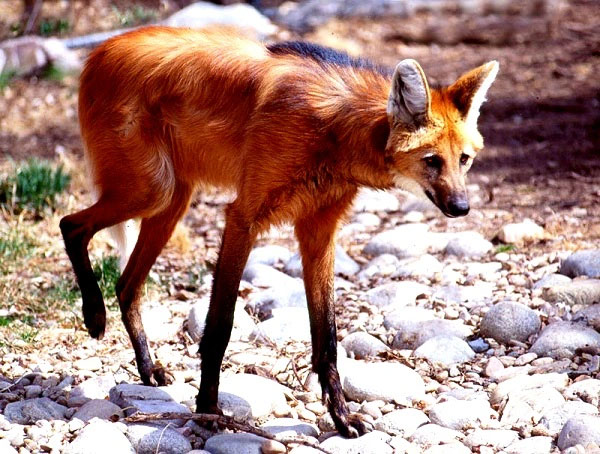 Top 10 strange animals currently living on Earth Picture 7