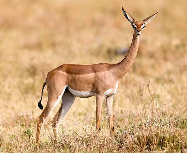 Top 10 strange animals currently living on Earth Picture 8