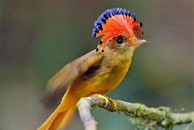 Top 10 strange animals currently living on Earth Picture 9