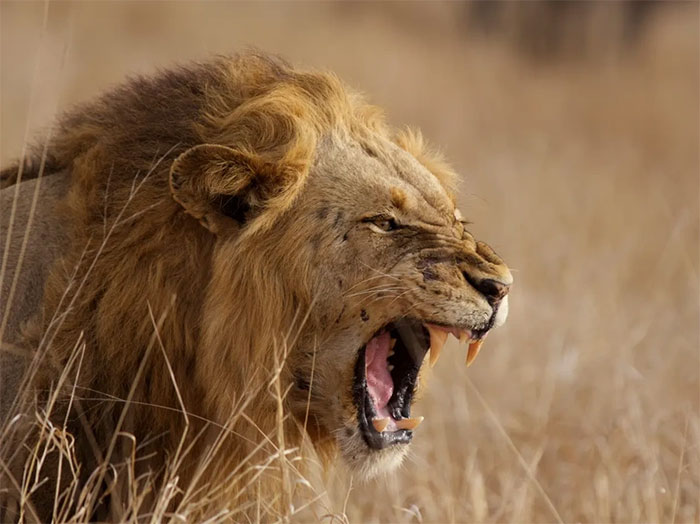 Picture 2 of Top 10 strongest male lions in history
