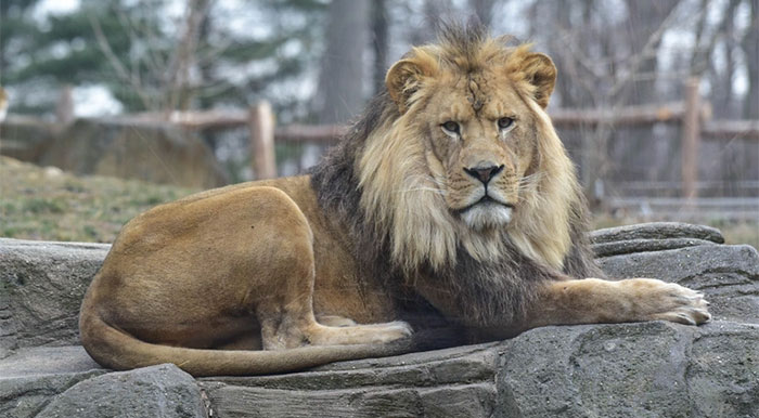 Picture 3 of Top 10 strongest male lions in history
