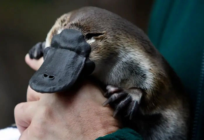 Picture 10 of Top 10 Unbelievable Ways Animals Survive in Dangerous Environments