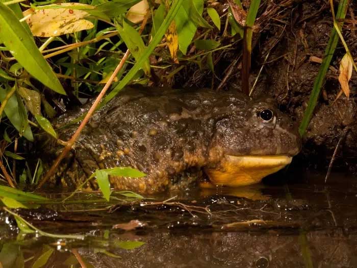 Picture 4 of Top 10 Unbelievable Ways Animals Survive in Dangerous Environments