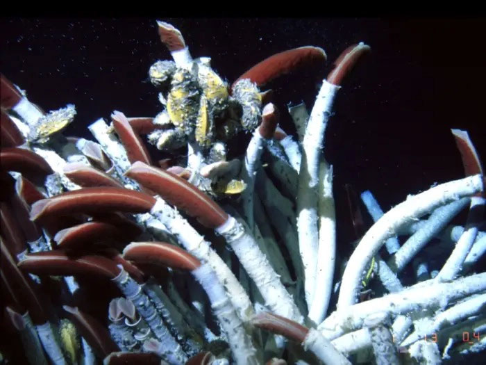 Picture 6 of Top 10 Unbelievable Ways Animals Survive in Dangerous Environments