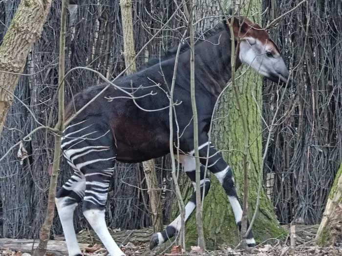 Picture 7 of Top 10 Unbelievable Ways Animals Survive in Dangerous Environments