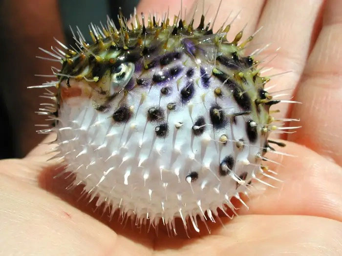 Picture 8 of Top 10 Unbelievable Ways Animals Survive in Dangerous Environments